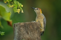 Datel hoffmannuv - Melanerpes hoffmannii - Hoffmanns Woodpecker 5461